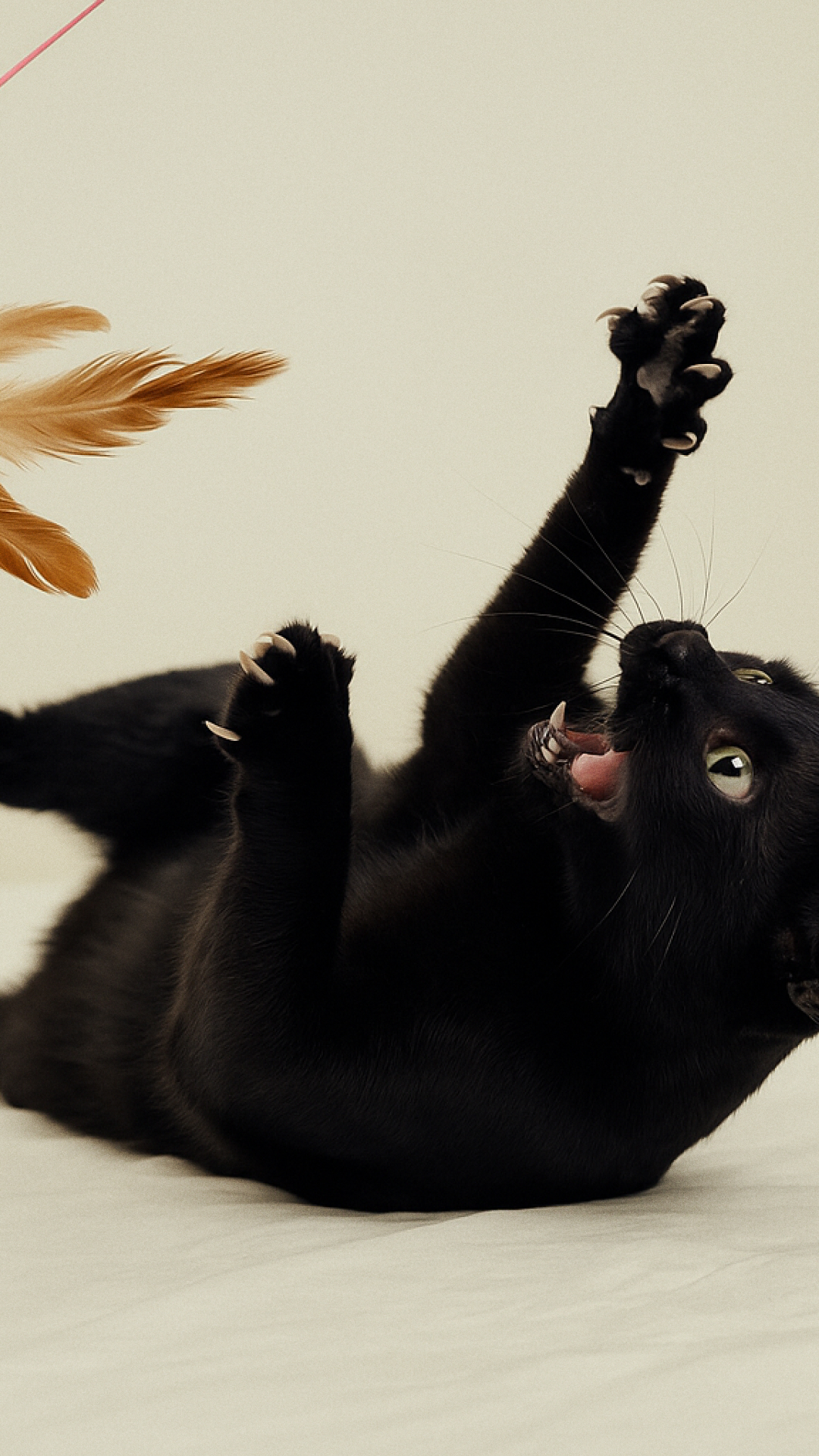 Cat playing with feathers